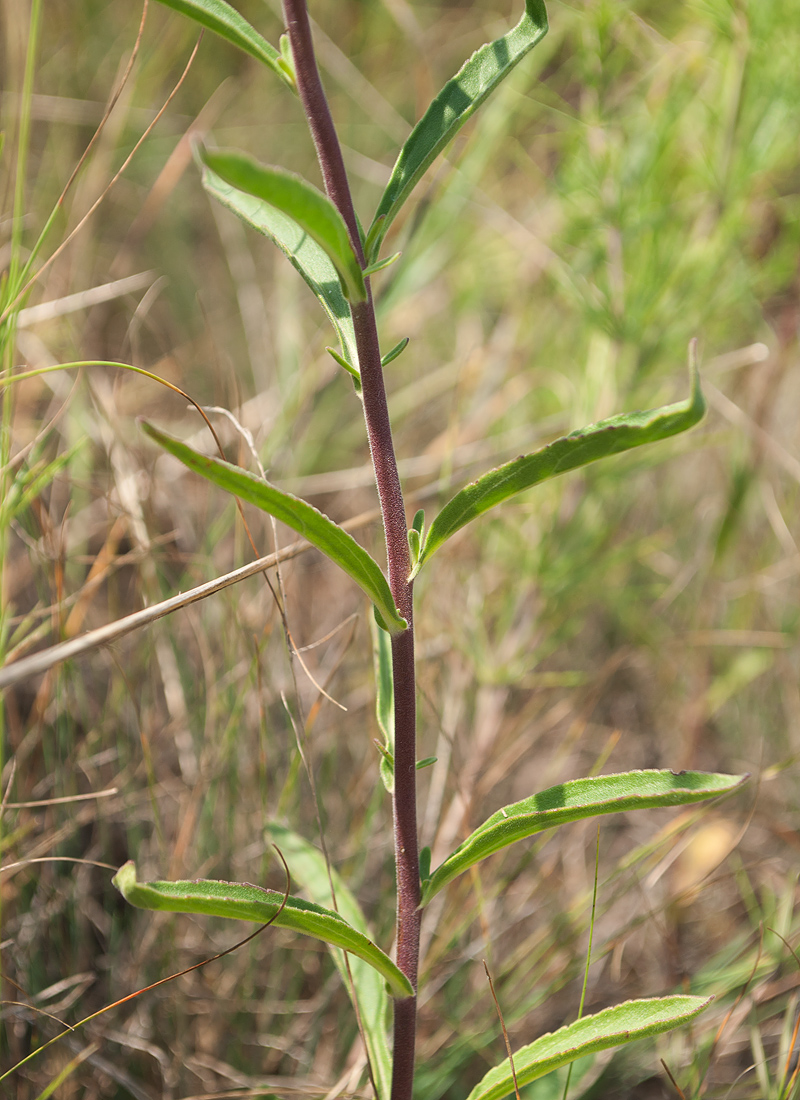 Image of Veronica spicata specimen.