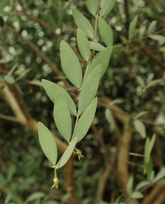 Изображение особи Simmondsia chinensis.