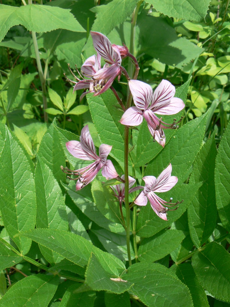 Изображение особи Dictamnus dasycarpus.