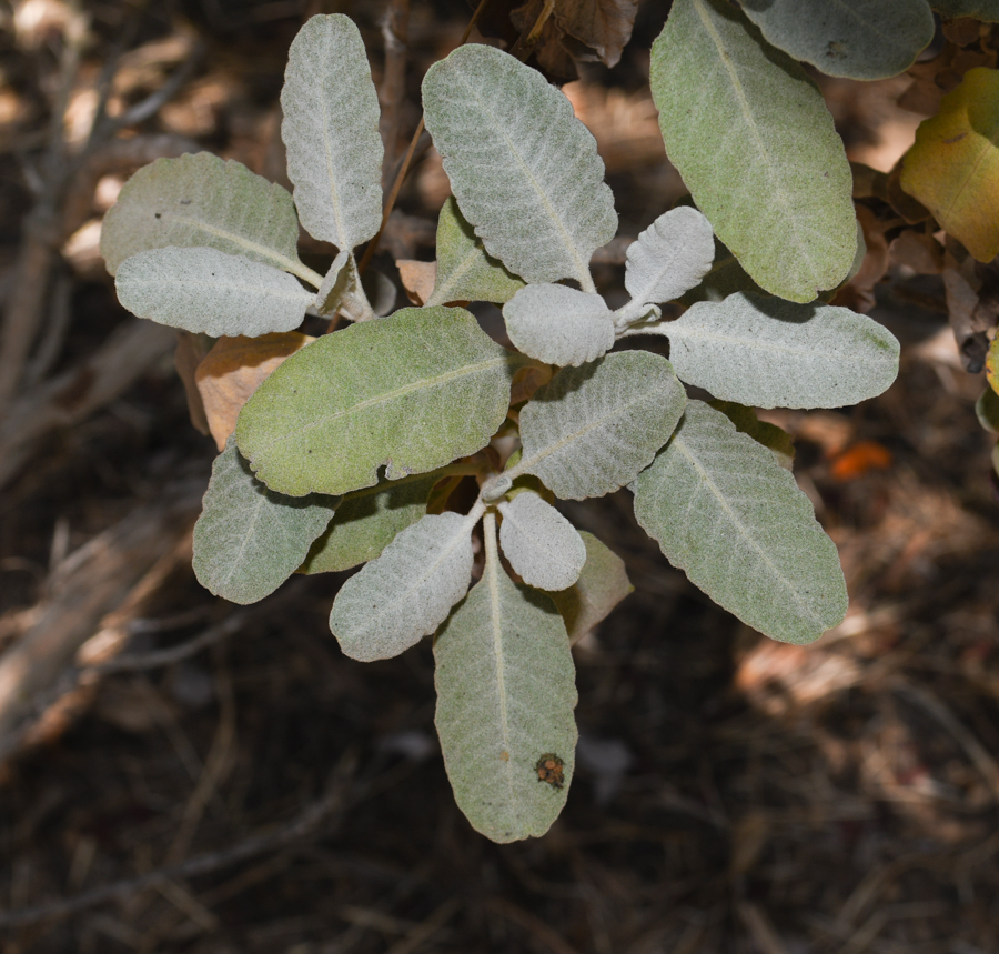 Image of Eriogonum giganteum specimen.