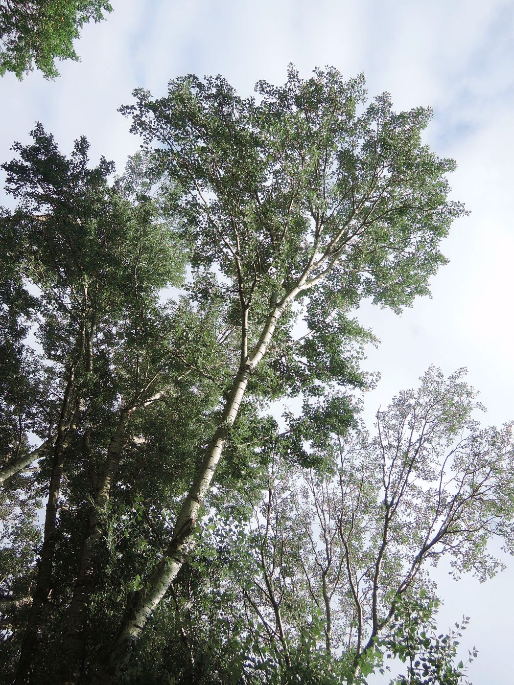 Image of Populus alba specimen.