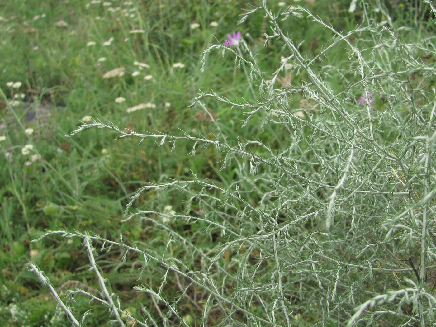 Image of Artemisia santonicum specimen.