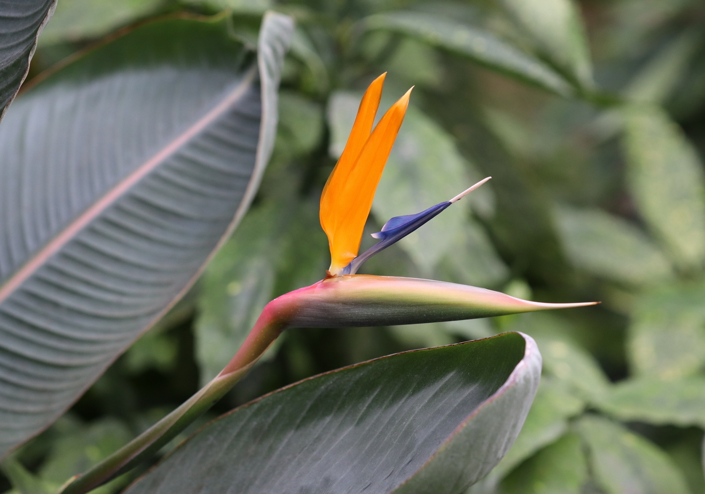 Image of Strelitzia reginae specimen.