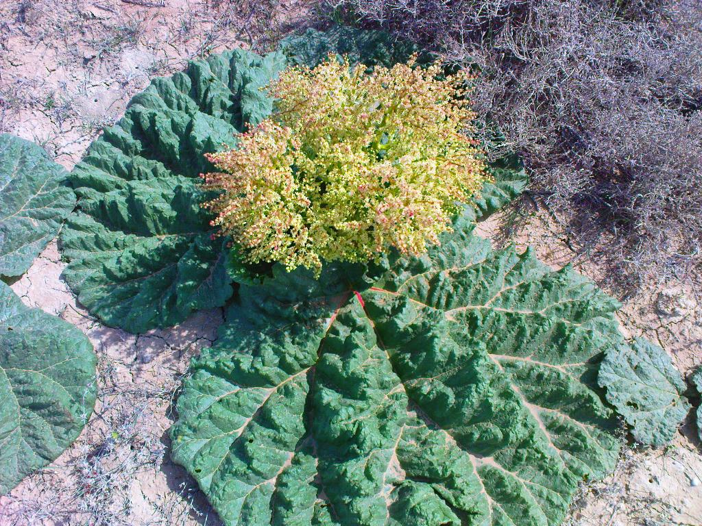 Image of Rheum tataricum specimen.