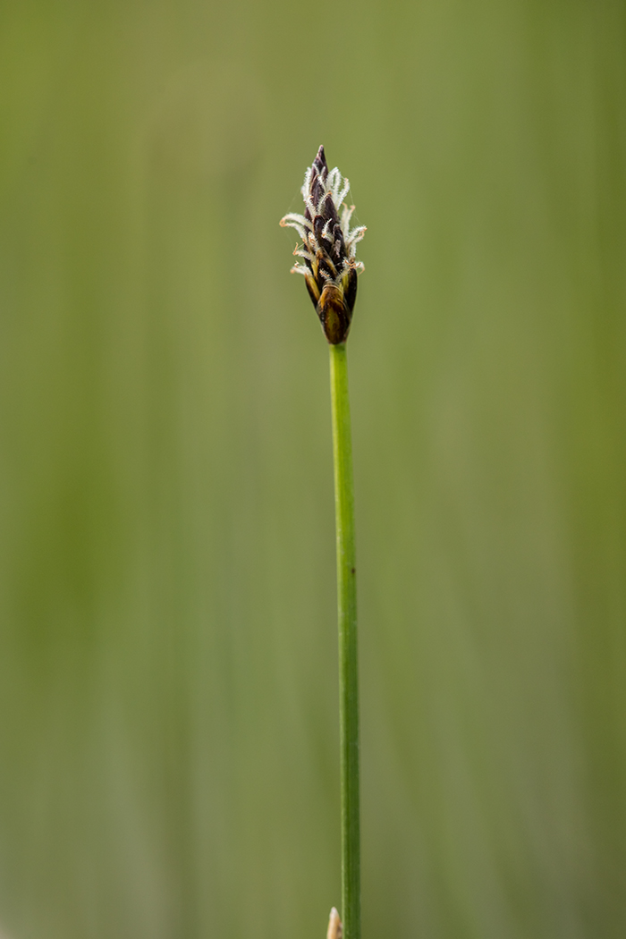 Image of genus Eleocharis specimen.