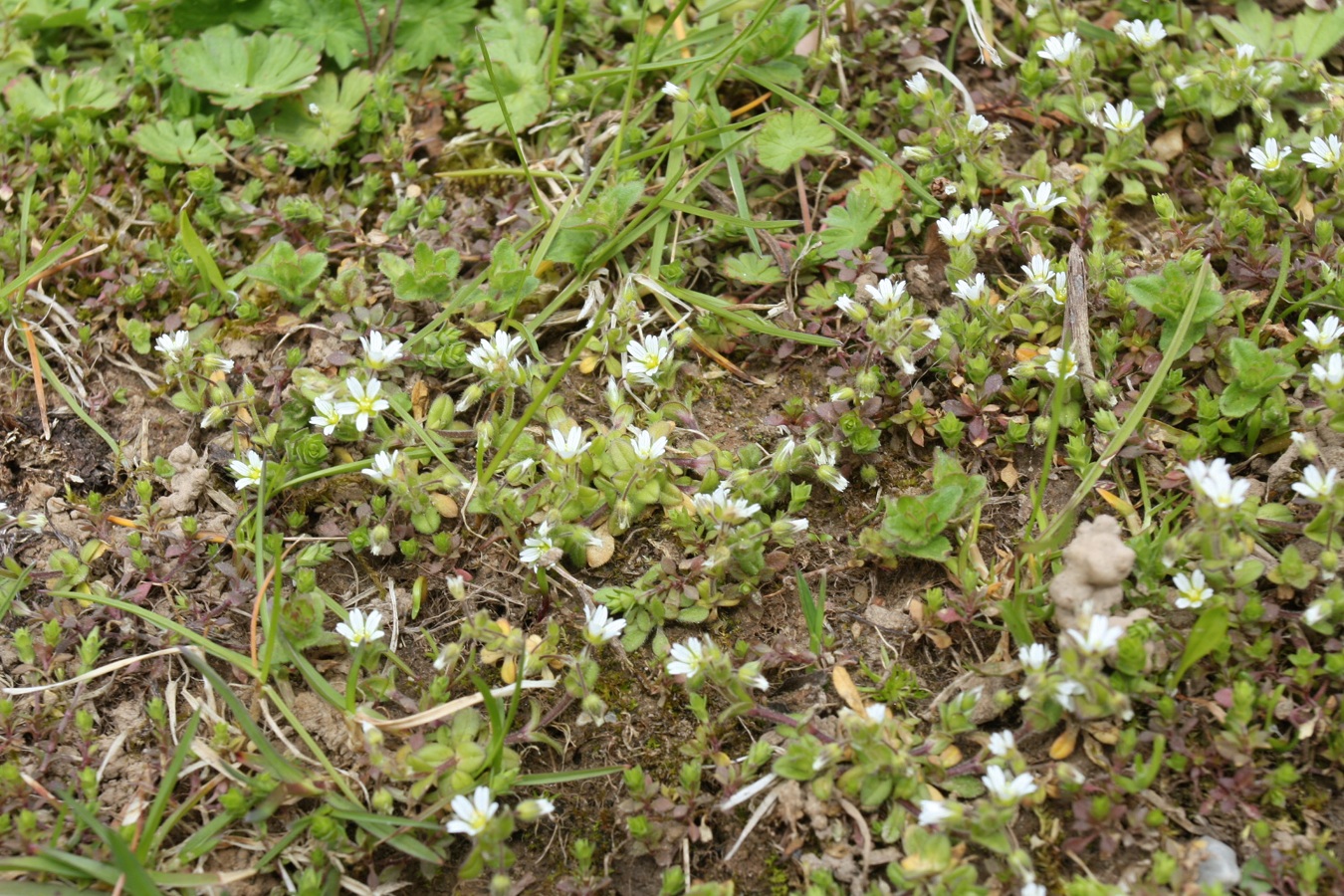 Image of Cerastium semidecandrum specimen.