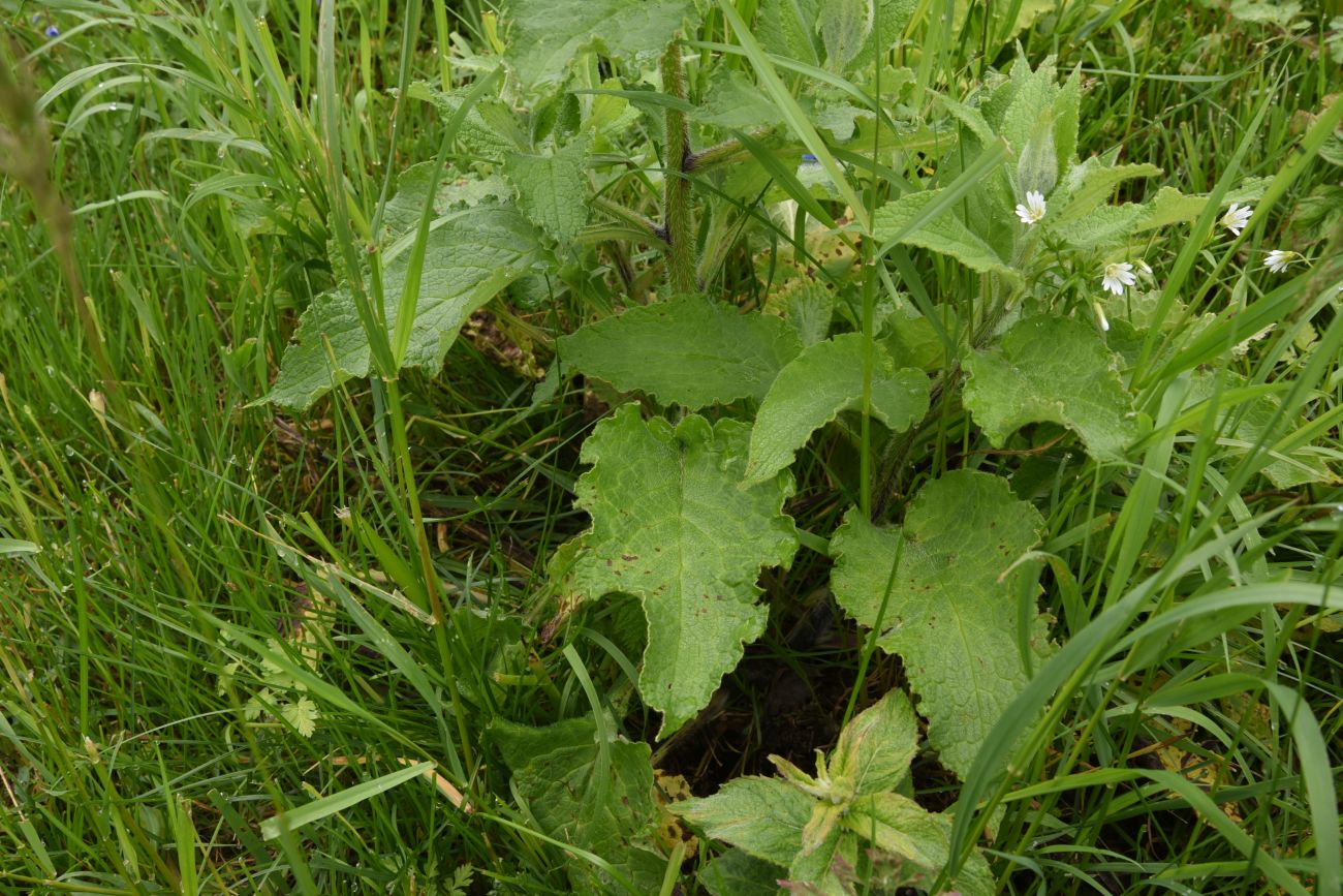 Изображение особи Symphytum asperum.