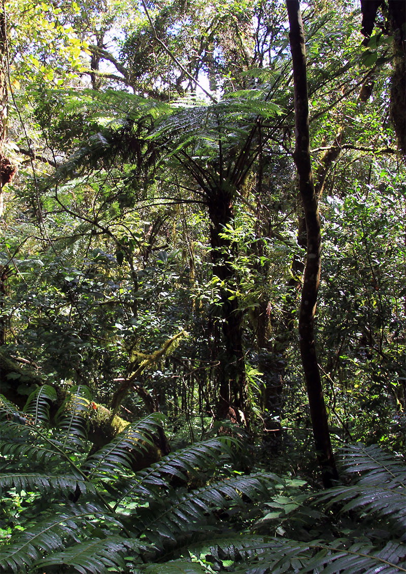 Изображение особи порядок Cyatheales.