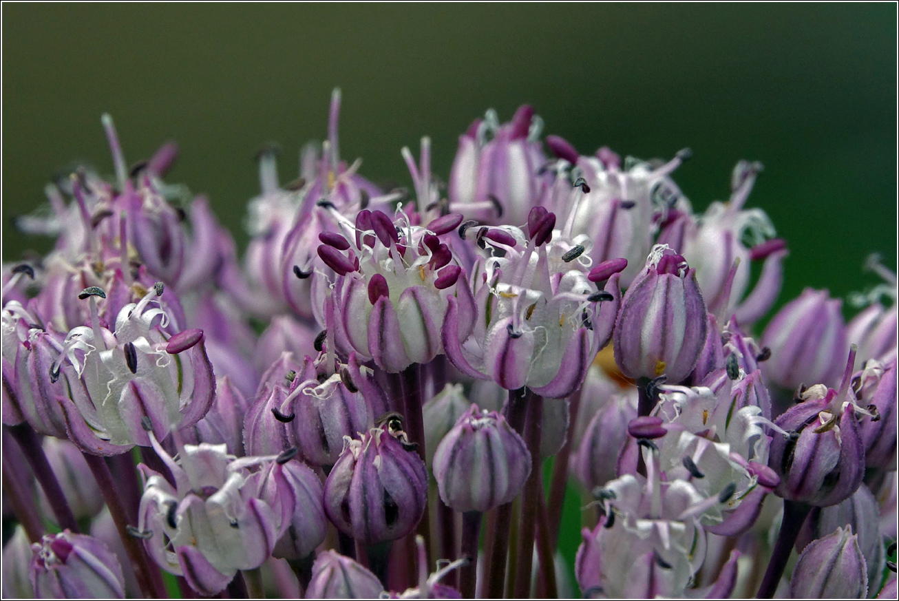 Image of Allium porrum specimen.