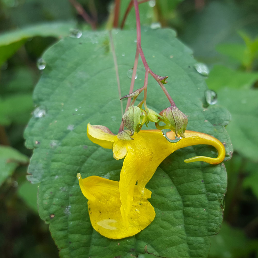 Изображение особи Impatiens noli-tangere.