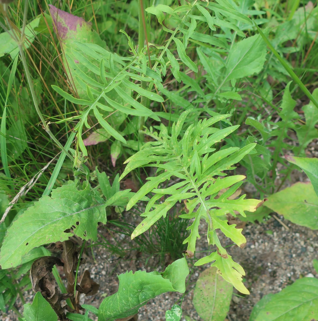 Изображение особи Centaurea scabiosa.