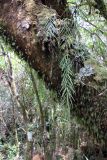 Asplenium flaccidum. Вегетирующее растение. Новая Зеландия, р-н Манавату-Уангануи, заповедник \"Tupapakurua Falls\", замшелый ствол дерева. 21.12.2013.