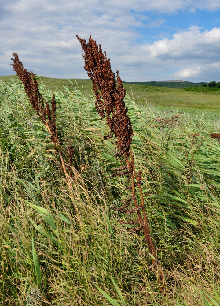 Image of genus Rumex specimen.