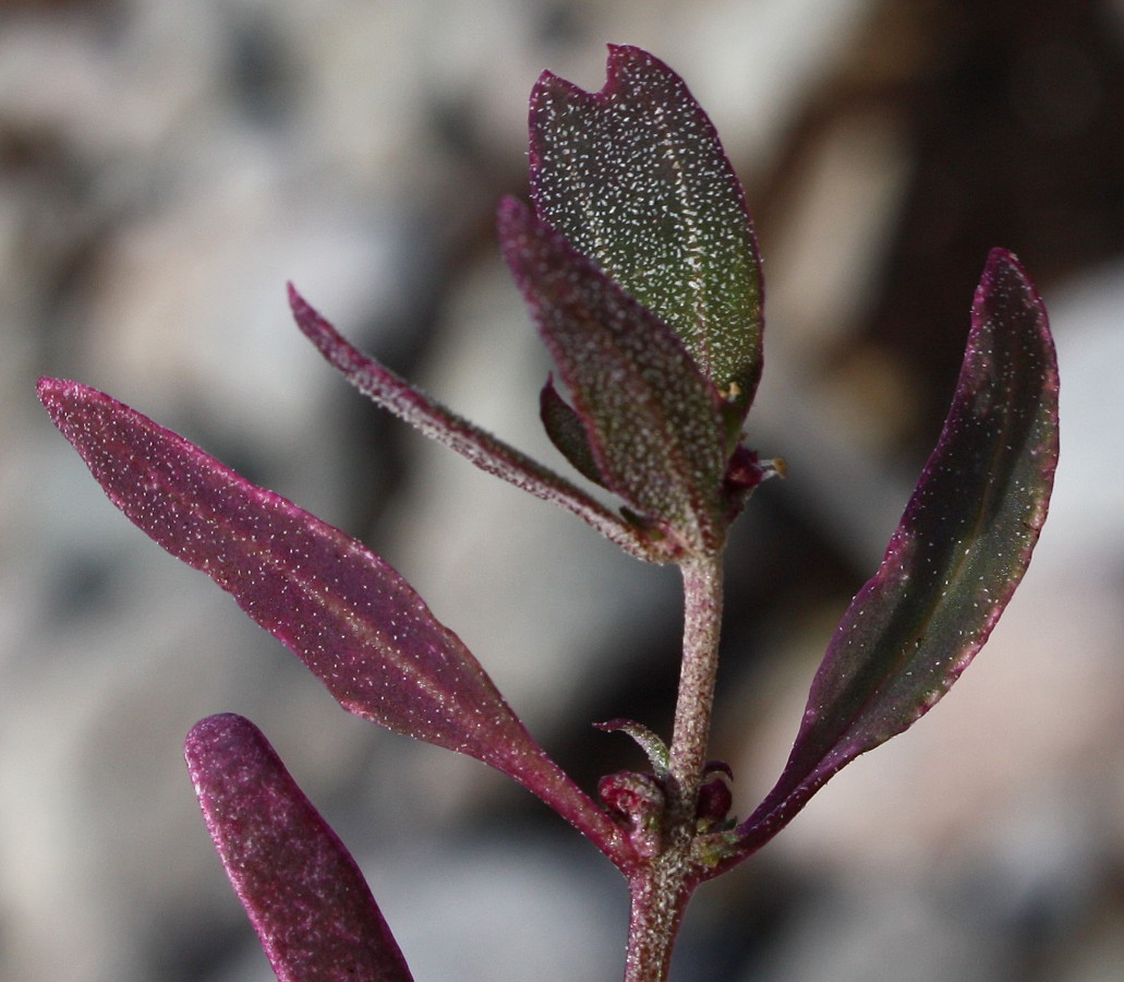 Image of Atriplex kuzenevae specimen.