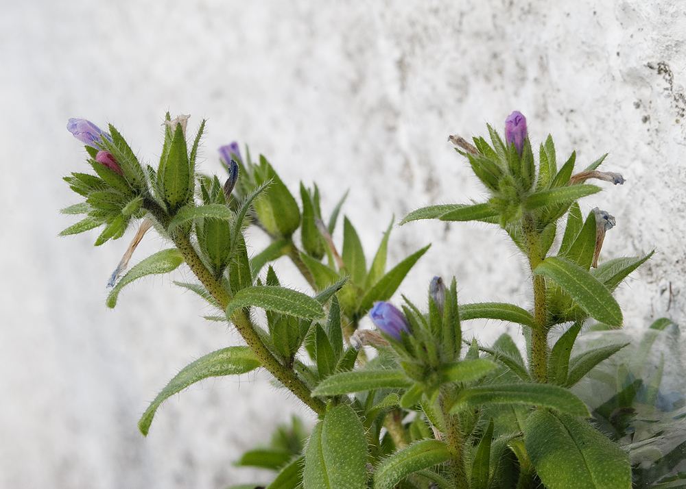 Изображение особи Echium arenarium.