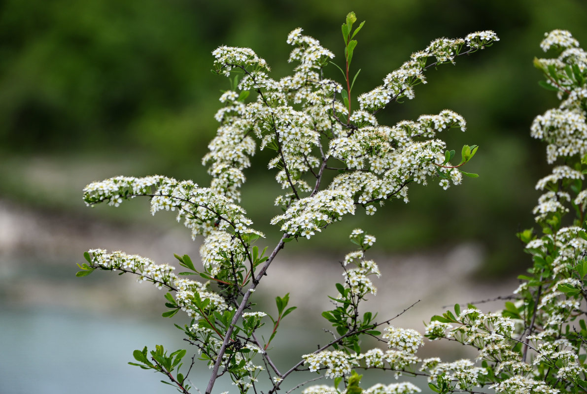 Изображение особи Spiraea crenata.