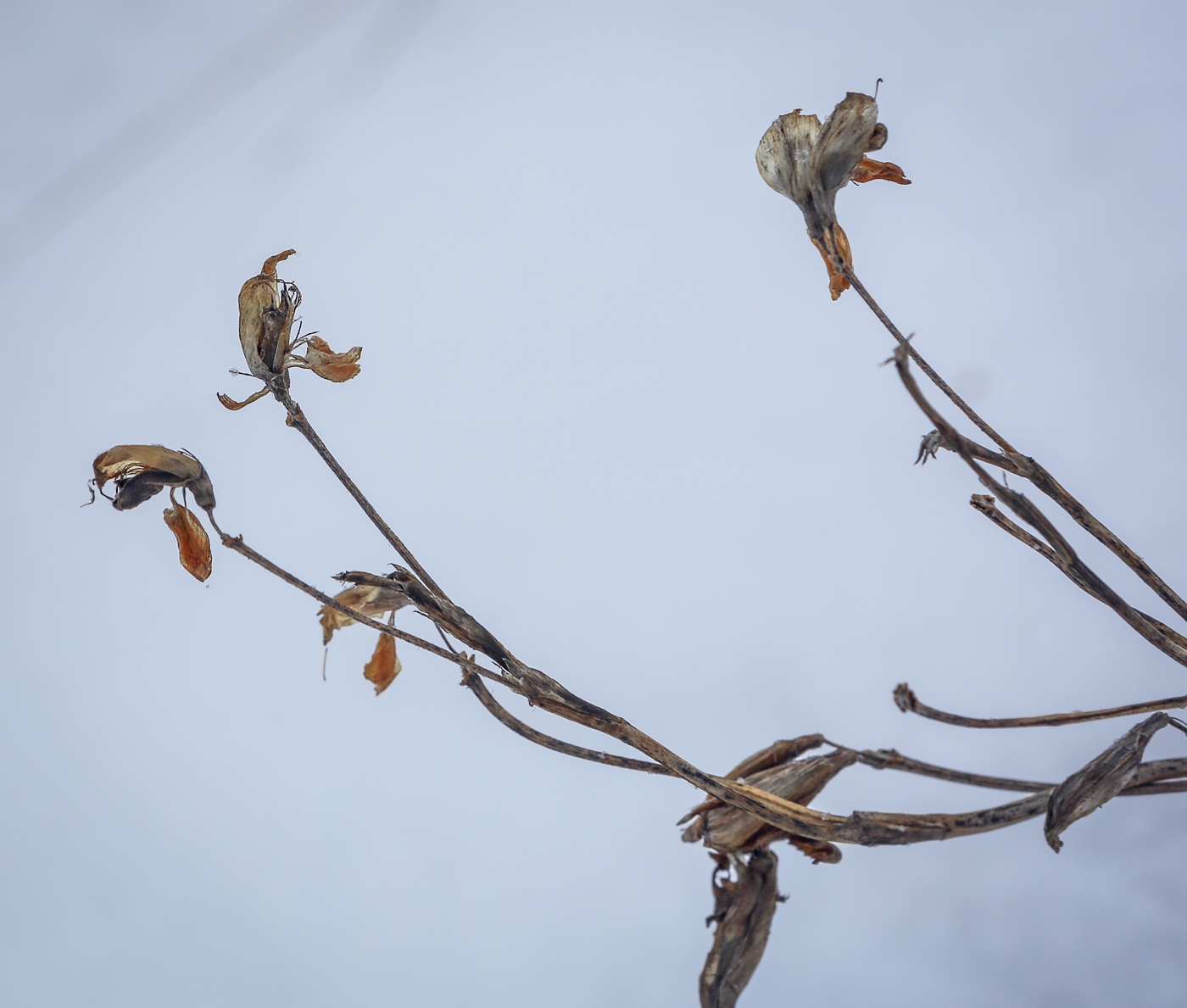 Изображение особи семейство Fabaceae.