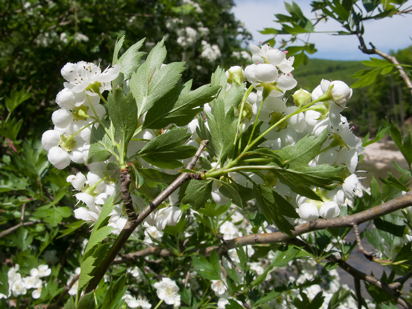 Image of Crataegus rhipidophylla specimen.