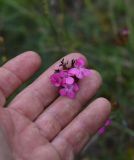 Dianthus ruprechtii. Цветки. Кабардино-Балкария, долина р. Баксан, между памятником первовосходителям на Эльбрус и водопадом на р. Курмычи, высота 1600 м н.у.м., луг. 24 июля 2022 г.