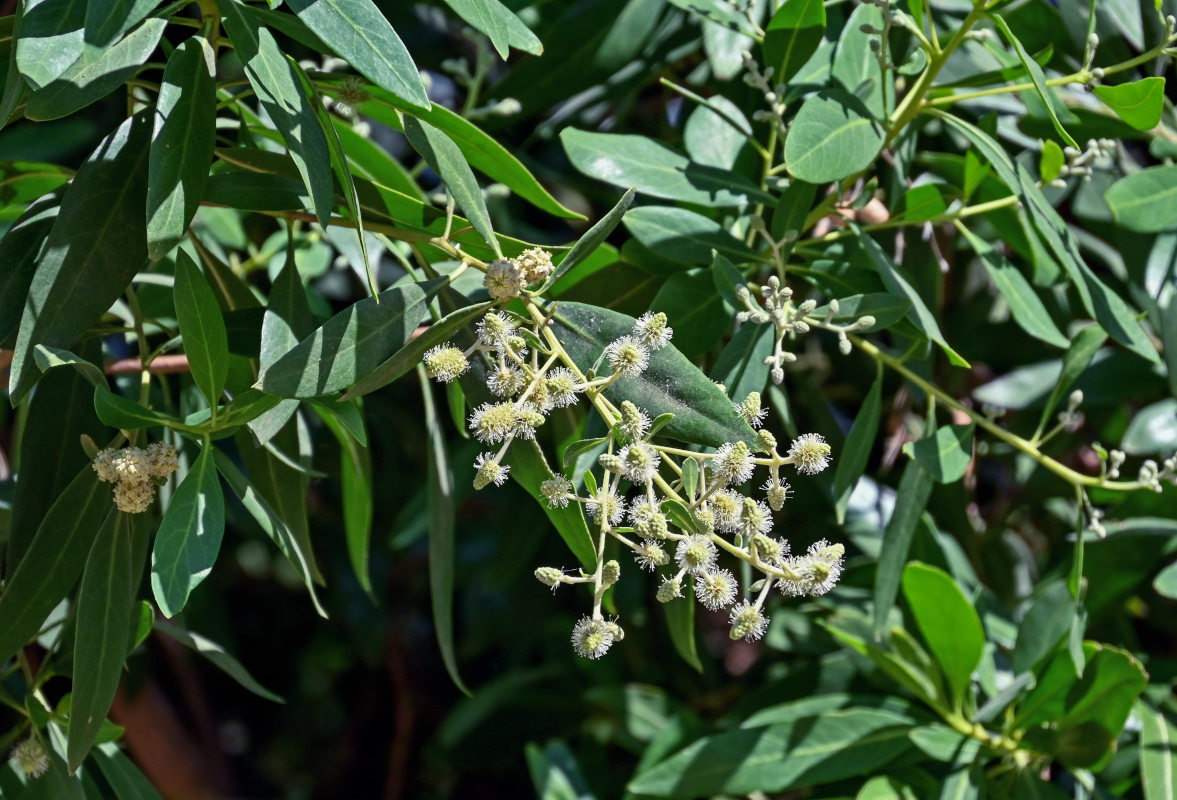 Изображение особи Conocarpus erectus.