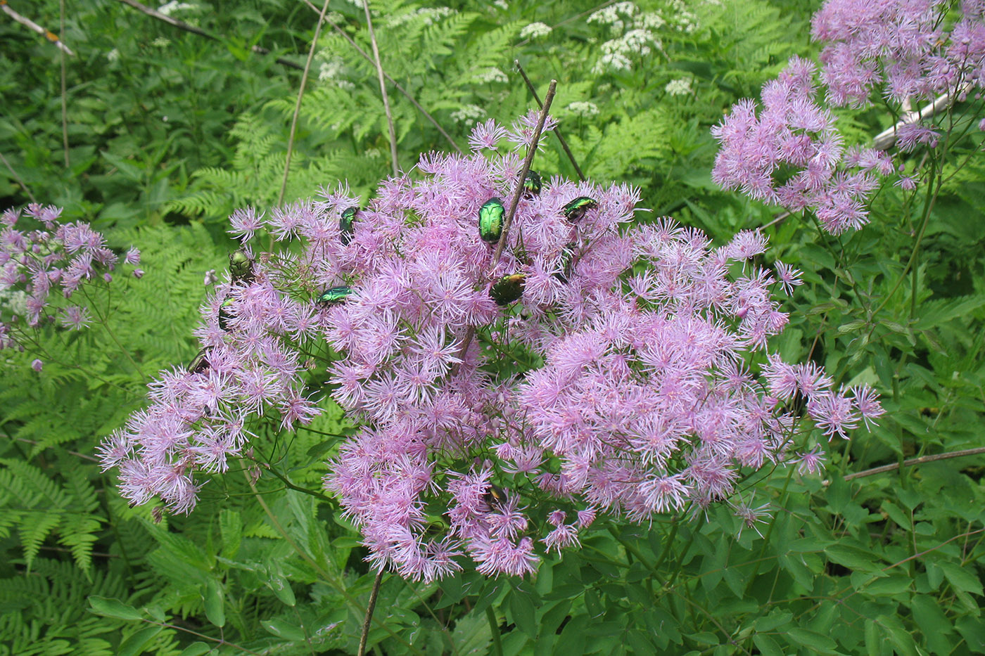 Image of Thalictrum aquilegiifolium specimen.