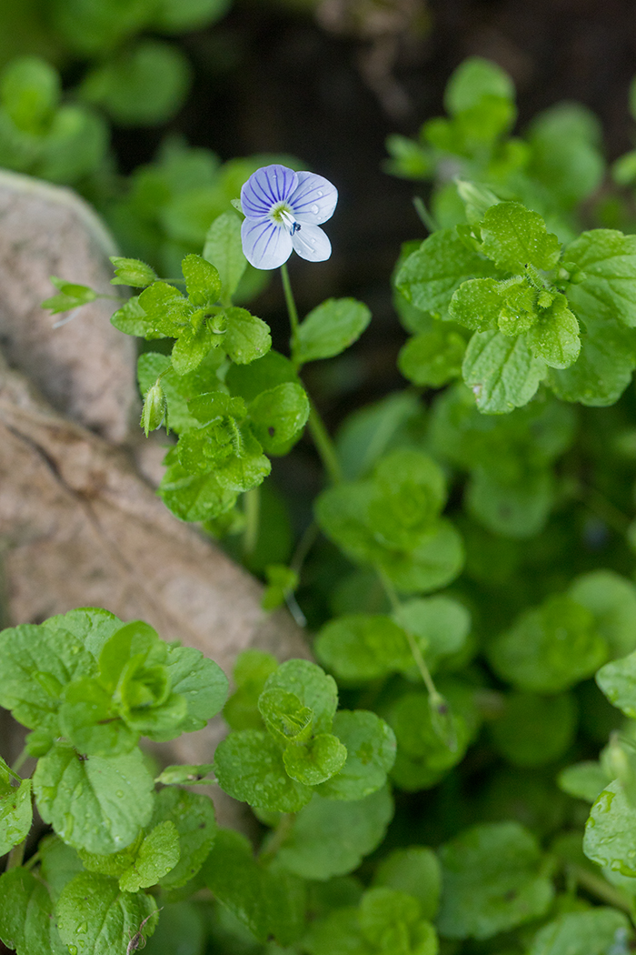 Image of Veronica filiformis specimen.