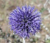 Echinops biebersteinii. Соцветие. Крым, Арабатская стрелка, окр. с. Соляное, закреплённые пески. 30 июля 2023 г.