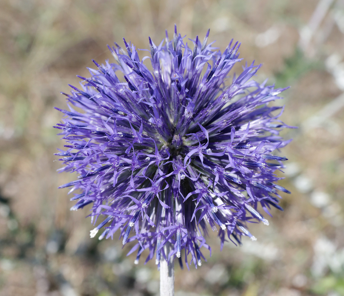 Image of Echinops ruthenicus specimen.