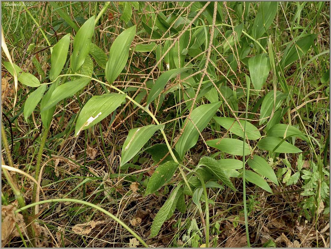 Изображение особи Polygonatum odoratum.