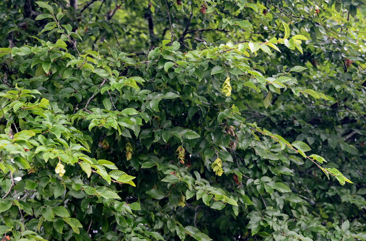 Изображение особи Carpinus orientalis.