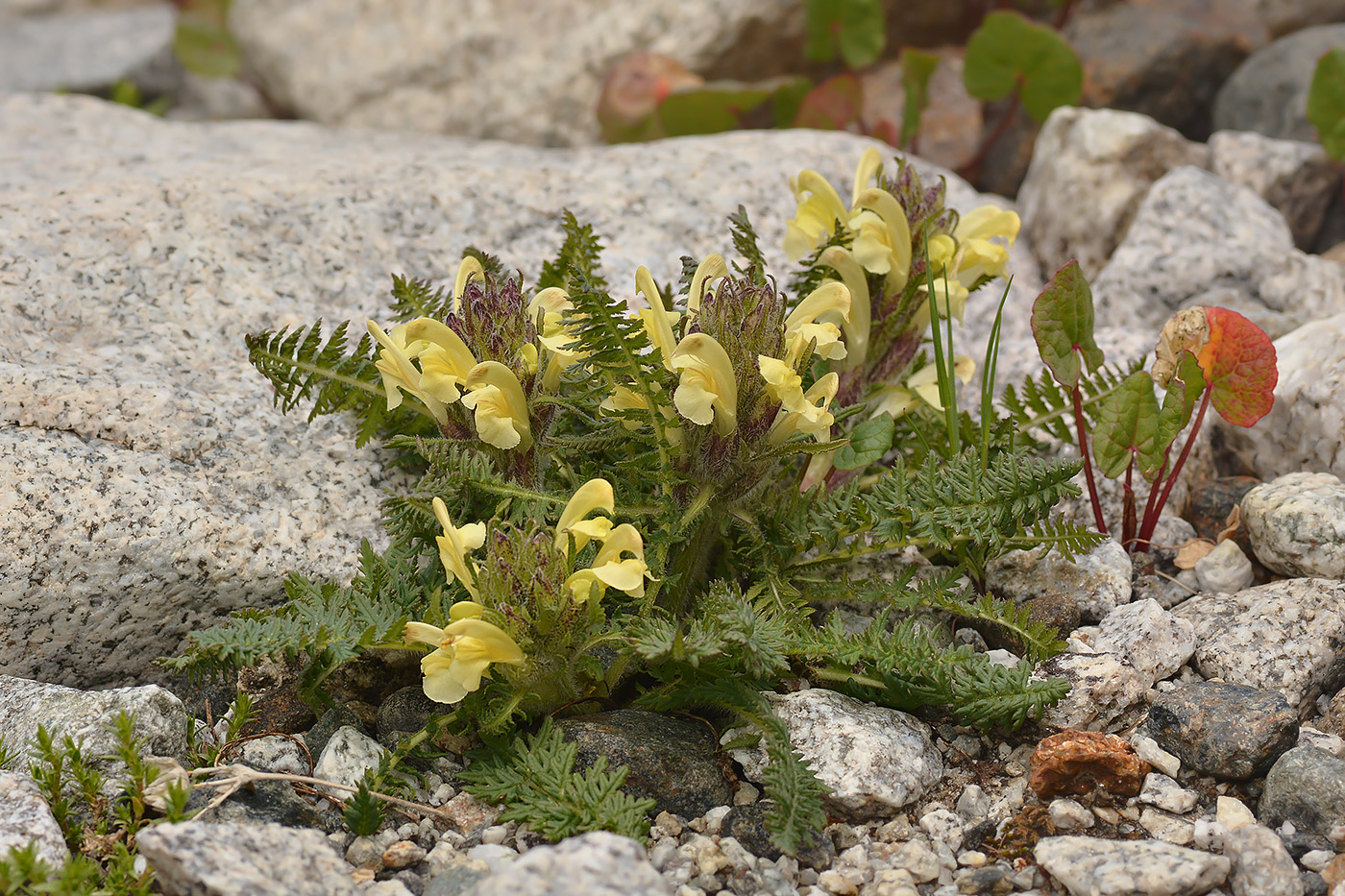 Image of Pedicularis chroorrhyncha specimen.