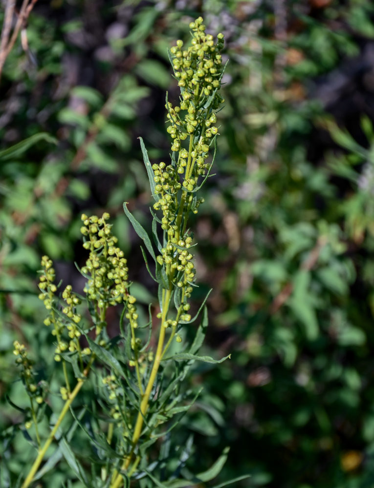 Изображение особи Artemisia dracunculus.