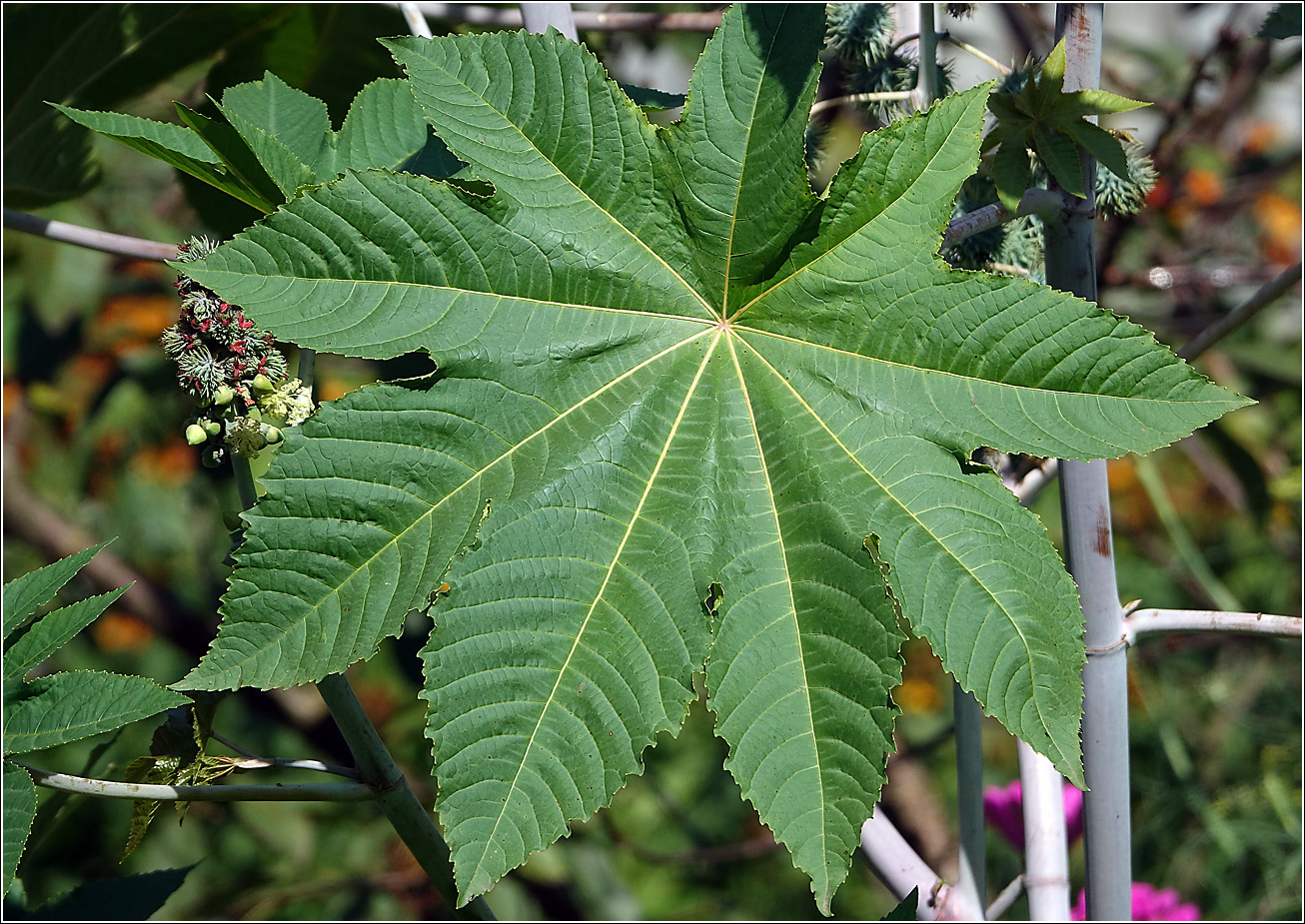 Image of Ricinus communis specimen.