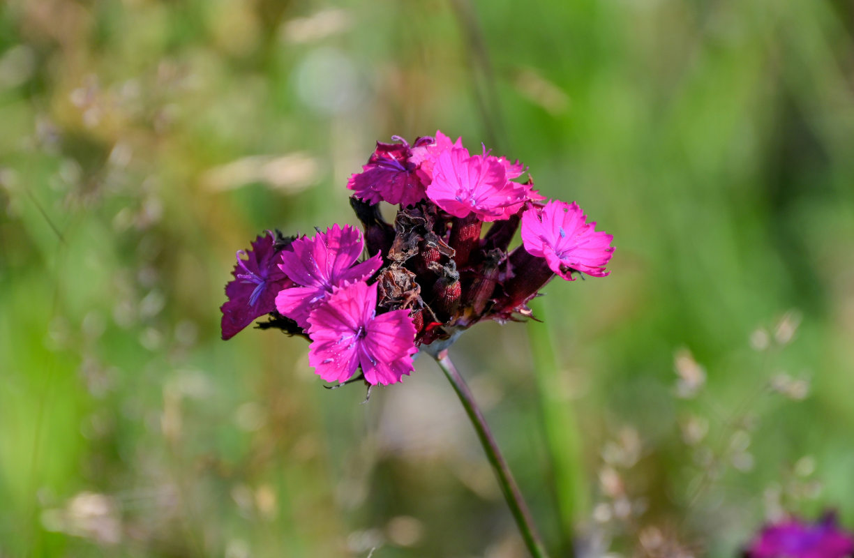 Изображение особи Dianthus ruprechtii.