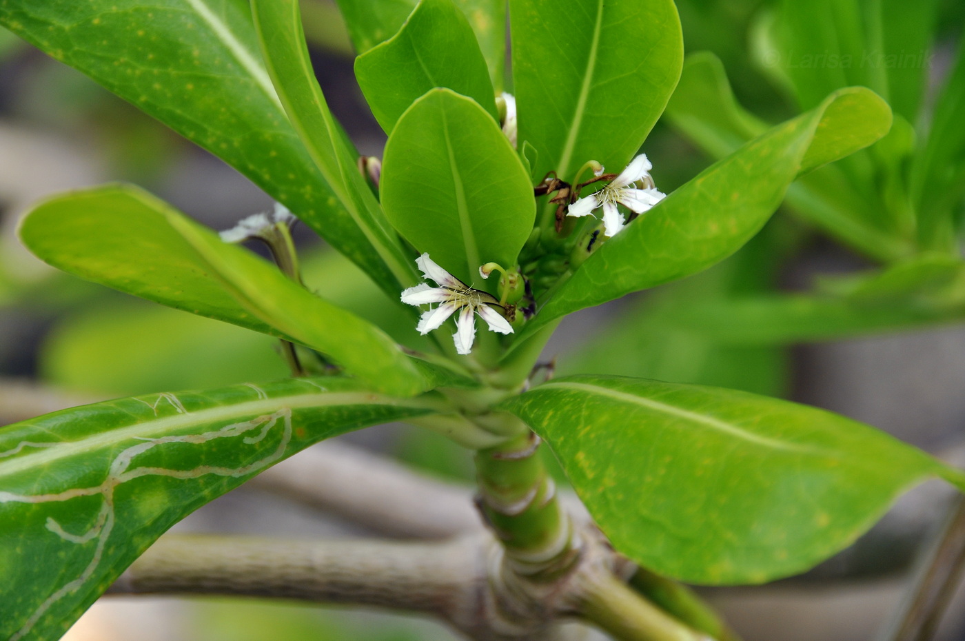 Изображение особи Scaevola taccada.