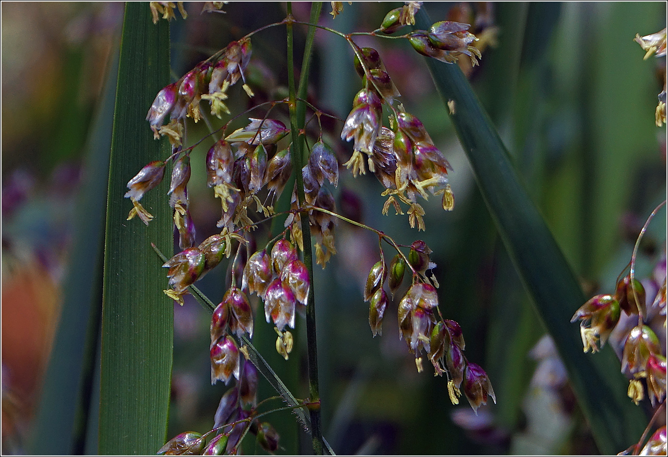 Image of Hierochloe odorata specimen.