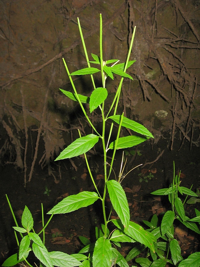 Image of Epilobium adenocaulon specimen.