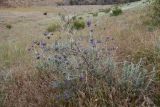 Astragalus arbuscula