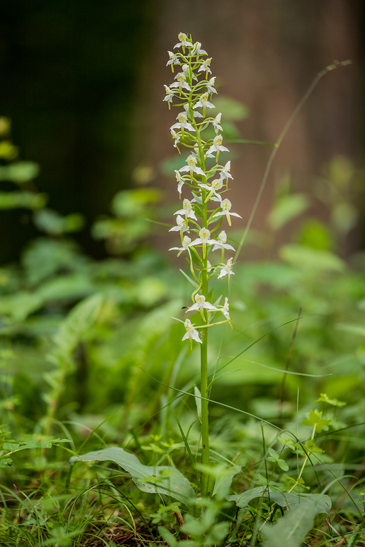 Изображение особи Platanthera chlorantha.