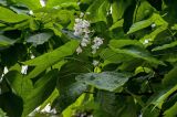 Catalpa bignonioides. Верхушка ветви с соцветием. Грузия, Имеретия, г. Кутаиси, в культуре. 14.06.2023.