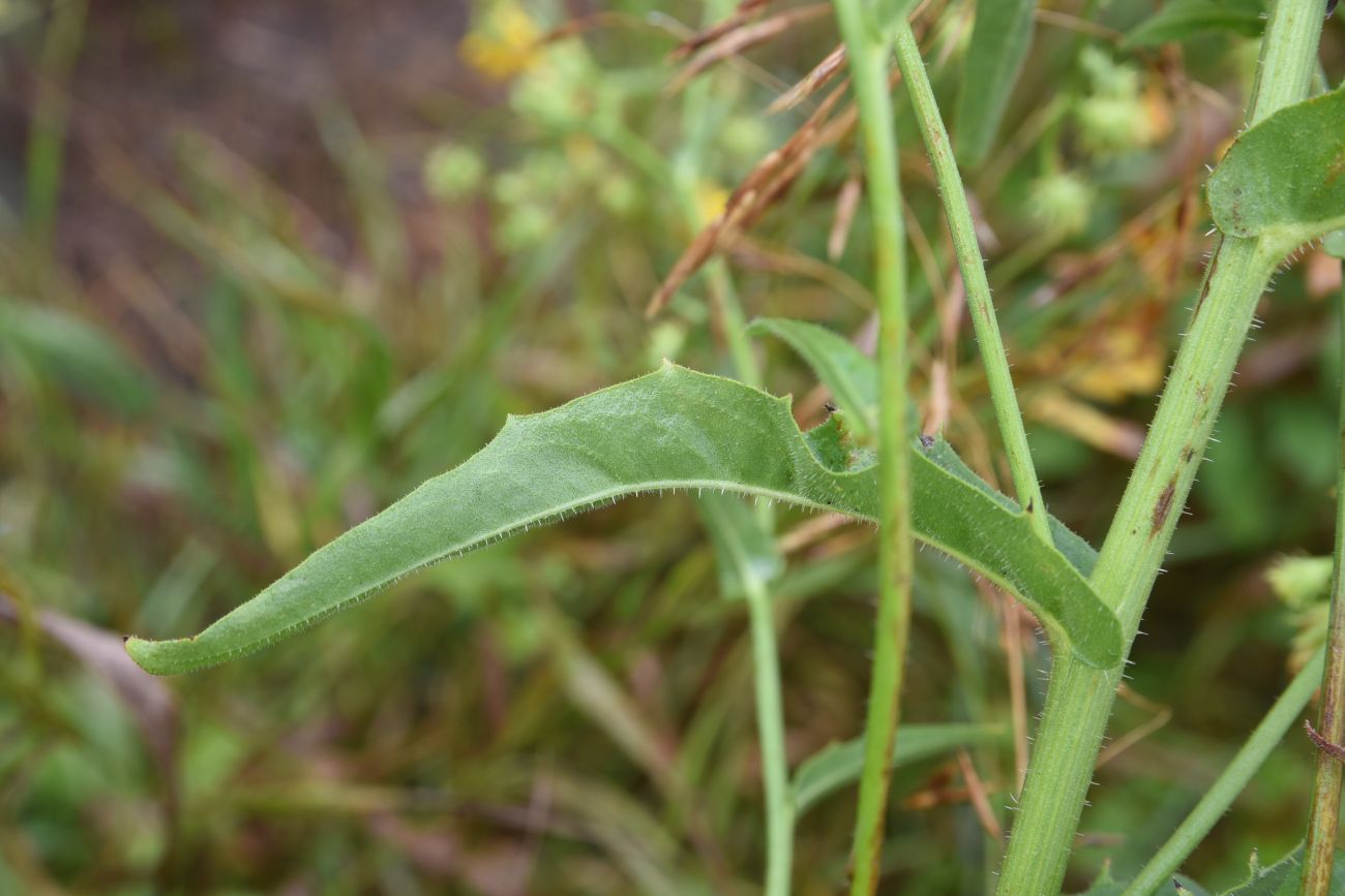 Image of Picris hieracioides specimen.