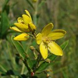 Lysimachia davurica. Верхушка побега с цветками и бутонами. Хабаровский край, г. Комсомольск-на-Амуре, Силинский лесопарк, зарастающая просека. 14.08.2024.