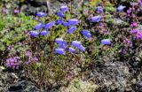 Campanula rotundifolia. Цветущие растения в сообществе с Thymus и лишайниками. Красноярский край, Таймырский Долгано-Ненецкий р-н, плато Путорана, водопад Китабо-Орон, каменистый склон. 26.07.2023.