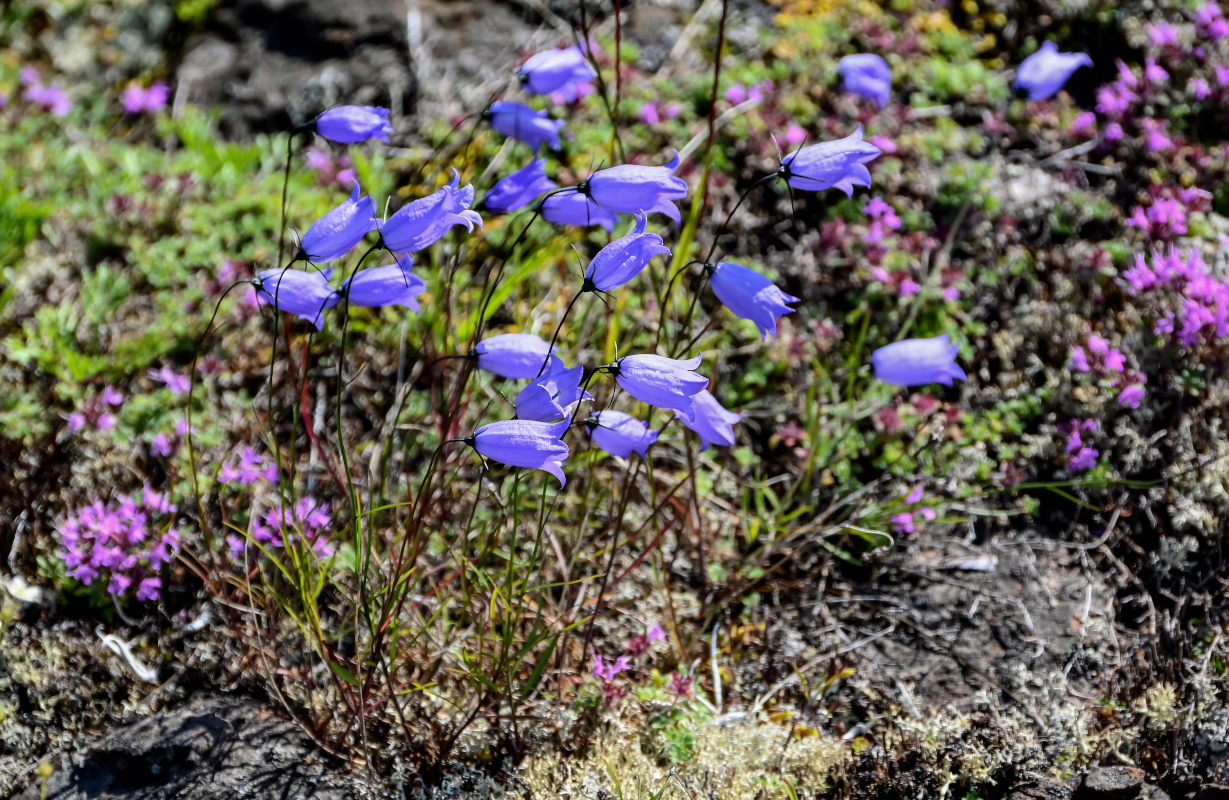 Image of Campanula rotundifolia specimen.