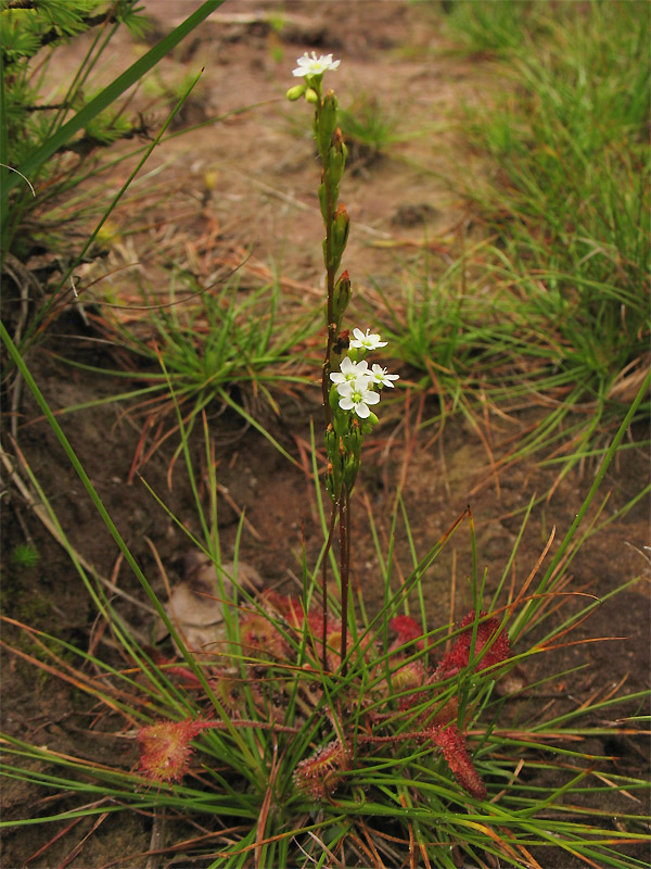 Image of Drosera rotundifolia specimen.