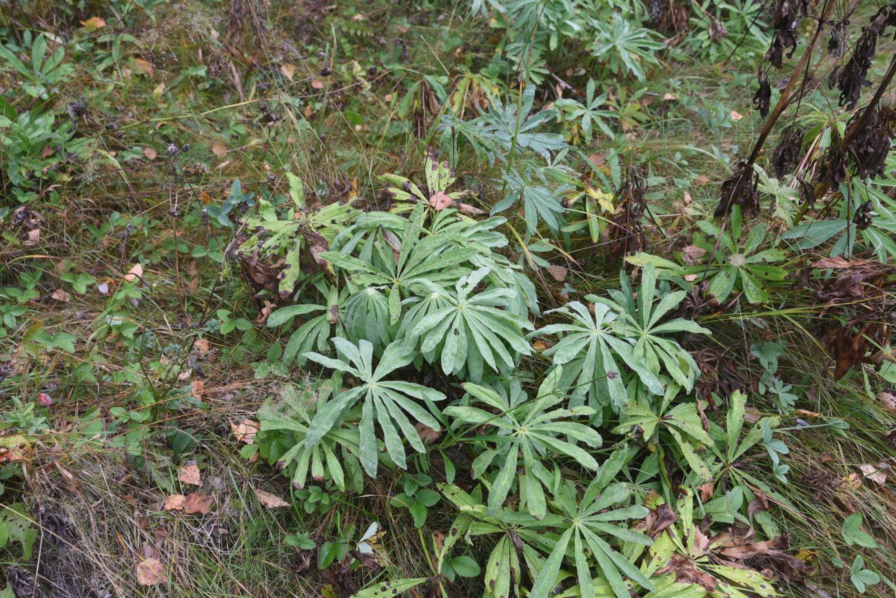 Image of Lupinus polyphyllus specimen.