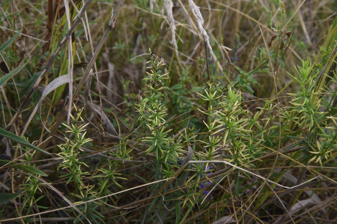 Изображение особи род Galium.