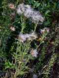 Cirsium vulgare