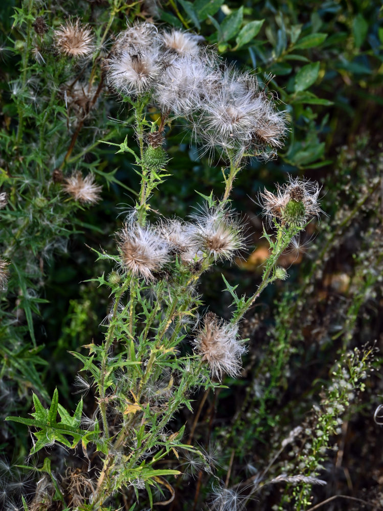 Изображение особи Cirsium vulgare.