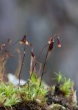 род Bryum